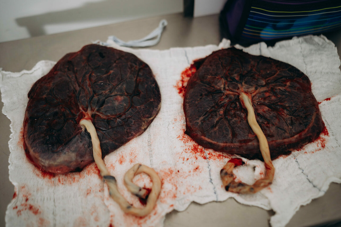 A chegada do Fred e do Chico